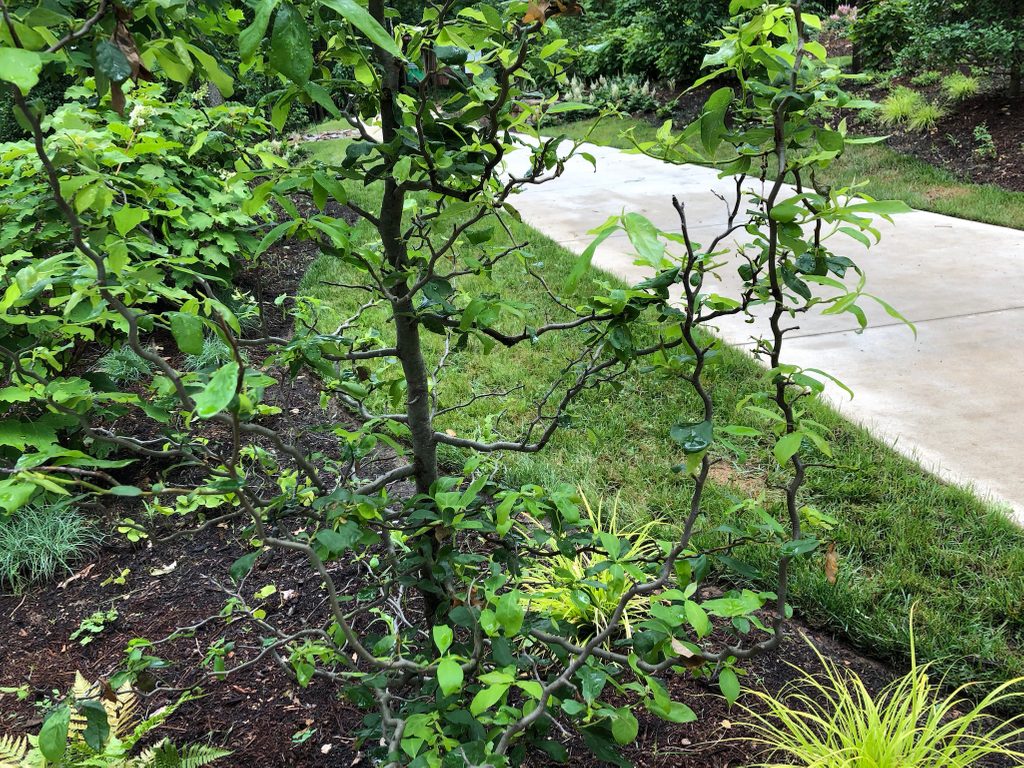 Zydeco Twist (Nyssa sylvatica)